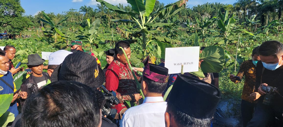 Wabup Rohil, H Sulaiman Panen Perdana Talas Beneng di Tanah Putih
